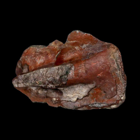 3.9" Allosaurus Fossil Vertebrae Process Morrison FM CO Jurassic Dinosaur COA Stand - Fossil Age Minerals