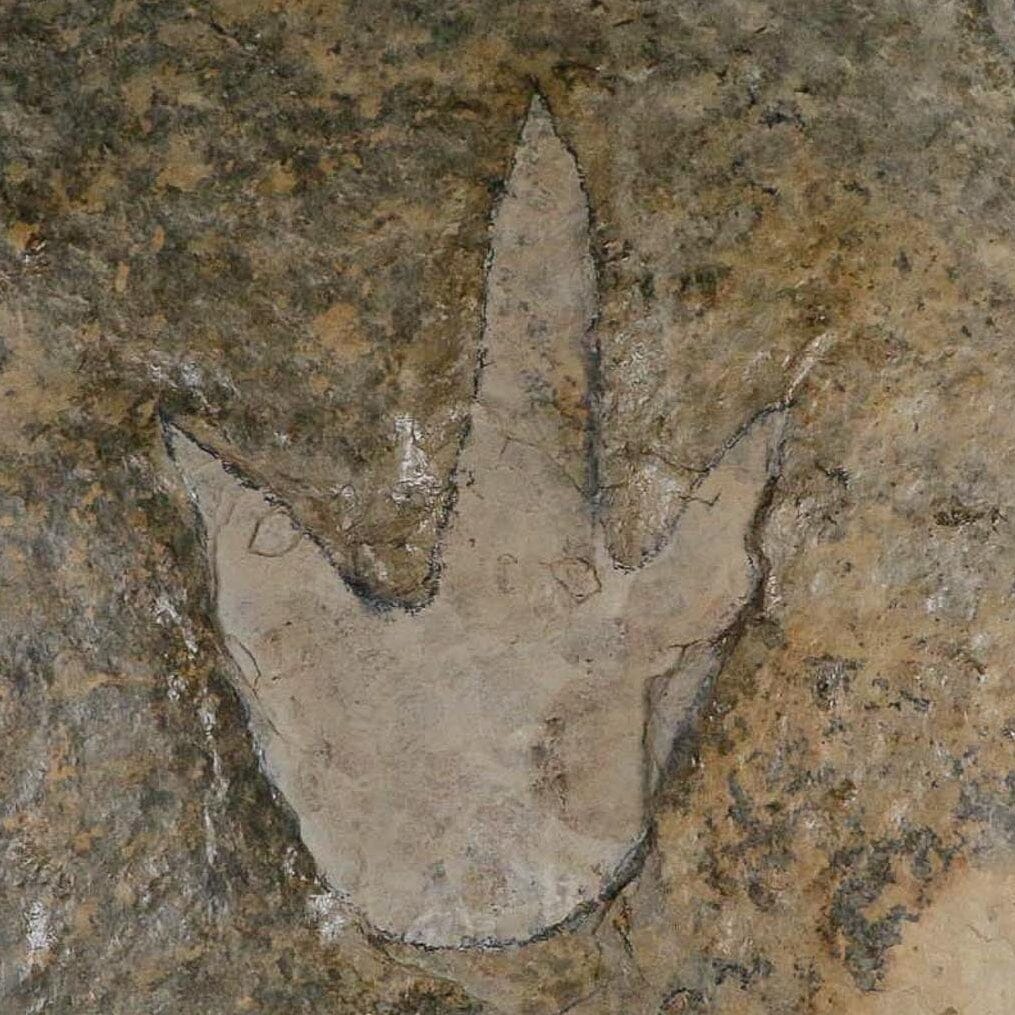 6" Grallator Variabilis Dinosaurs Tracks Foot Prints Jurassic Age France COA, Stand - Fossil Age Minerals
