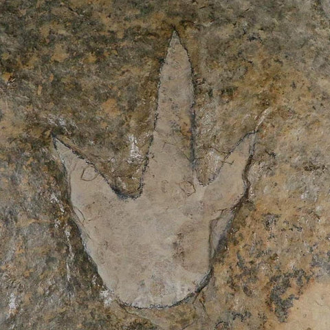 6" Grallator Variabilis Dinosaurs Tracks Foot Prints Jurassic Age France COA, Stand - Fossil Age Minerals