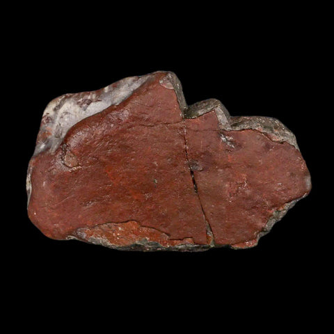 3.9" Allosaurus Fossil Vertebrae Process Morrison FM CO Jurassic Dinosaur COA Stand - Fossil Age Minerals