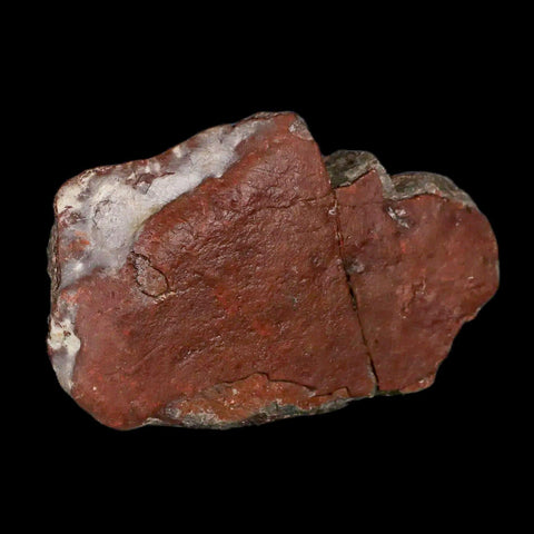 3.9" Allosaurus Fossil Vertebrae Process Morrison FM CO Jurassic Dinosaur COA Stand - Fossil Age Minerals