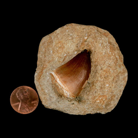 1.2" Mosasaur Prognathodon Fossil Tooth In Matrix Cretaceous Dinosaur Era COA
