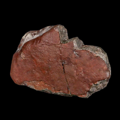 3.9" Allosaurus Fossil Vertebrae Process Morrison FM CO Jurassic Dinosaur COA Stand - Fossil Age Minerals