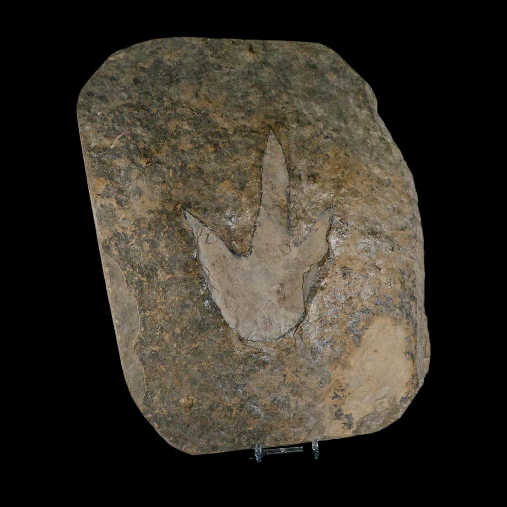 6" Grallator Variabilis Dinosaurs Tracks Foot Prints Jurassic Age France COA, Stand - Fossil Age Minerals