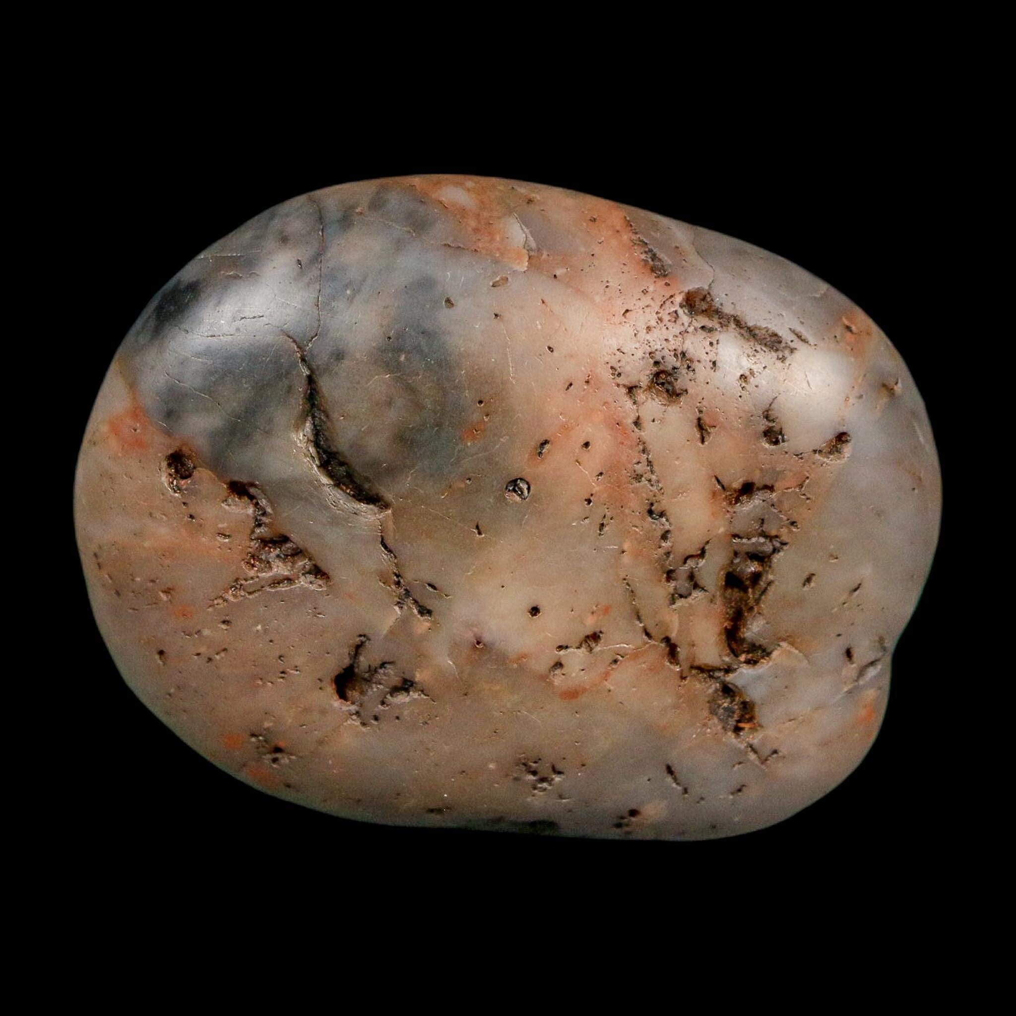 1.9" Sauropod Dinosaur Stomach Stone Gastrolith Rock Gizzard Stone COA - Fossil Age Minerals