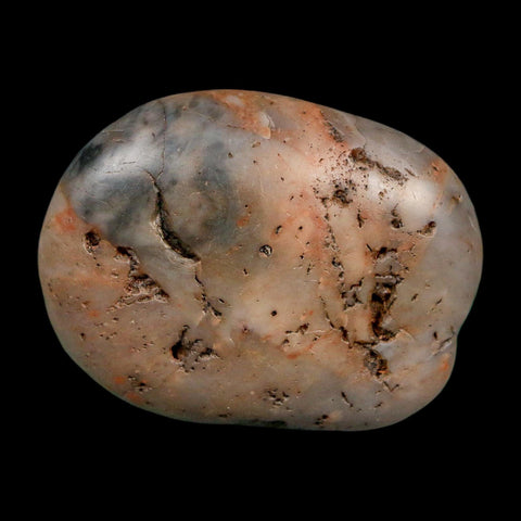 1.9" Sauropod Dinosaur Stomach Stone Gastrolith Rock Gizzard Stone COA - Fossil Age Minerals