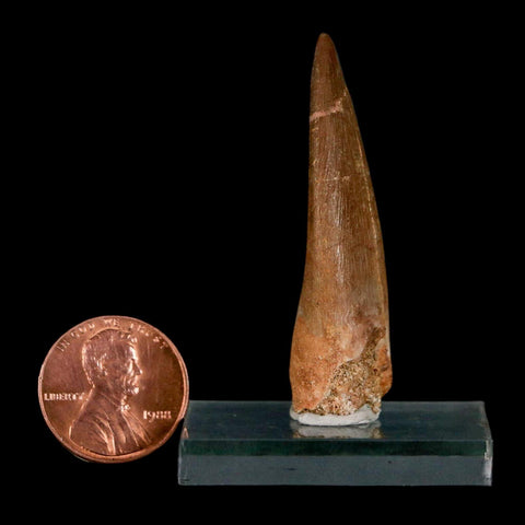 1.9" Plesiosaur Zarafasaura Tooth Fossil Cretaceous Dinosaur Era COA, Stand