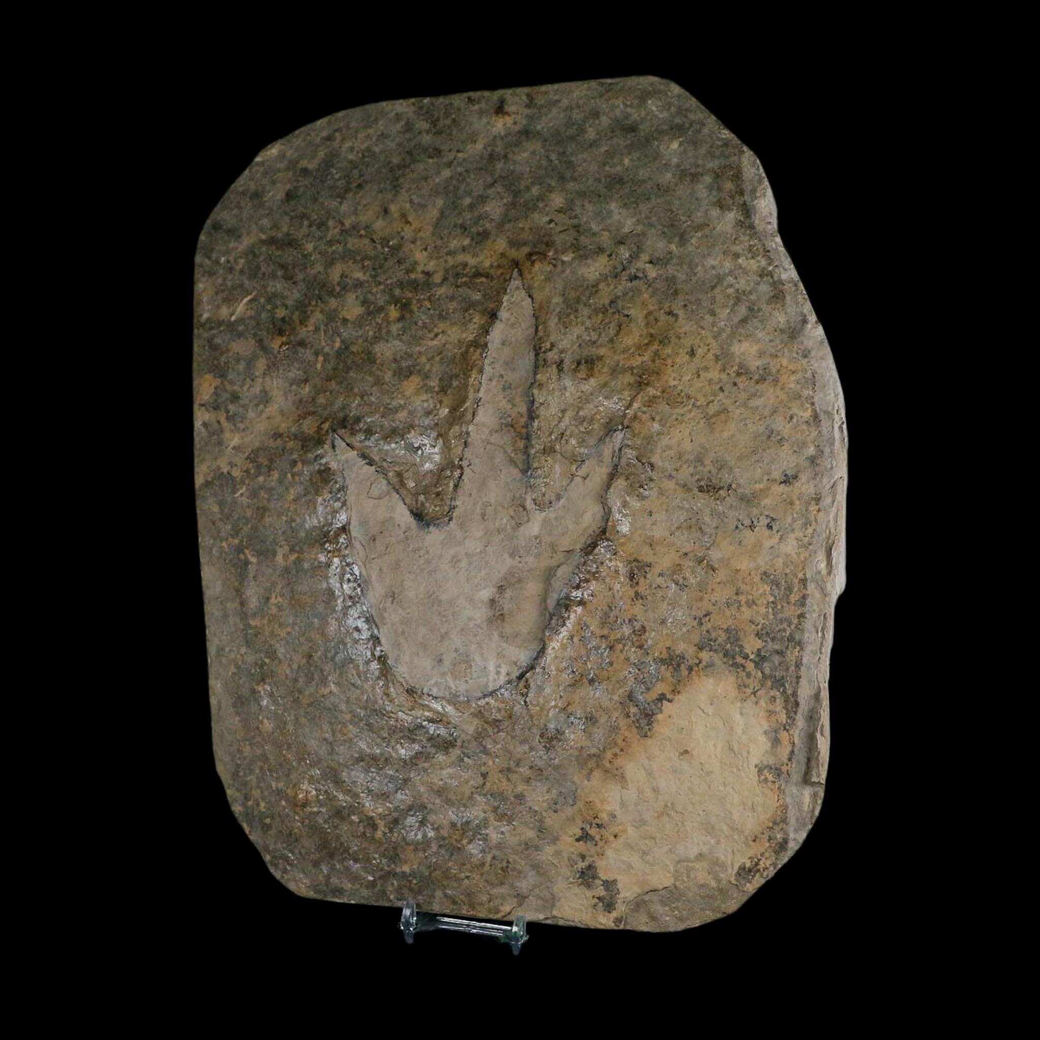 6" Grallator Variabilis Dinosaurs Tracks Foot Prints Jurassic Age France COA, Stand - Fossil Age Minerals