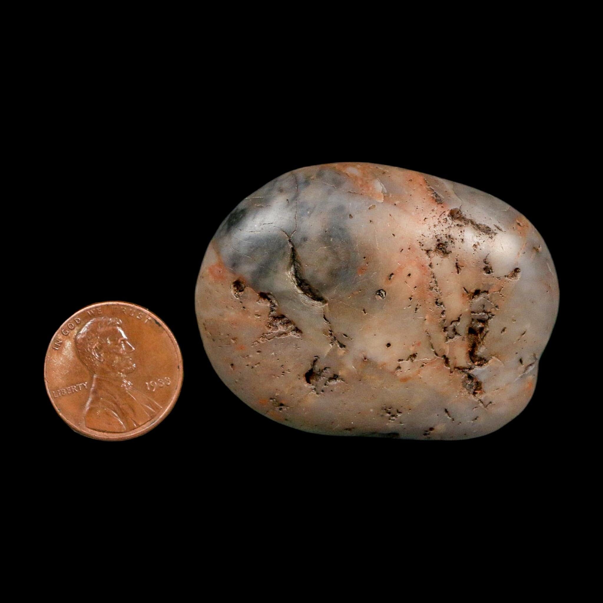 1.9" Sauropod Dinosaur Stomach Stone Gastrolith Rock Gizzard Stone COA - Fossil Age Minerals