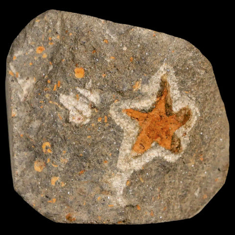 18MM Brittlestar Petraster Starfish Fossil Ordovician Age Blekus Morocco COA - Fossil Age Minerals