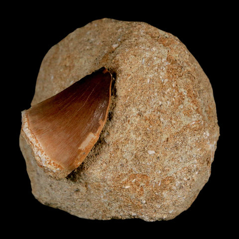 1.2" Mosasaur Prognathodon Fossil Tooth In Matrix Cretaceous Dinosaur Era COA