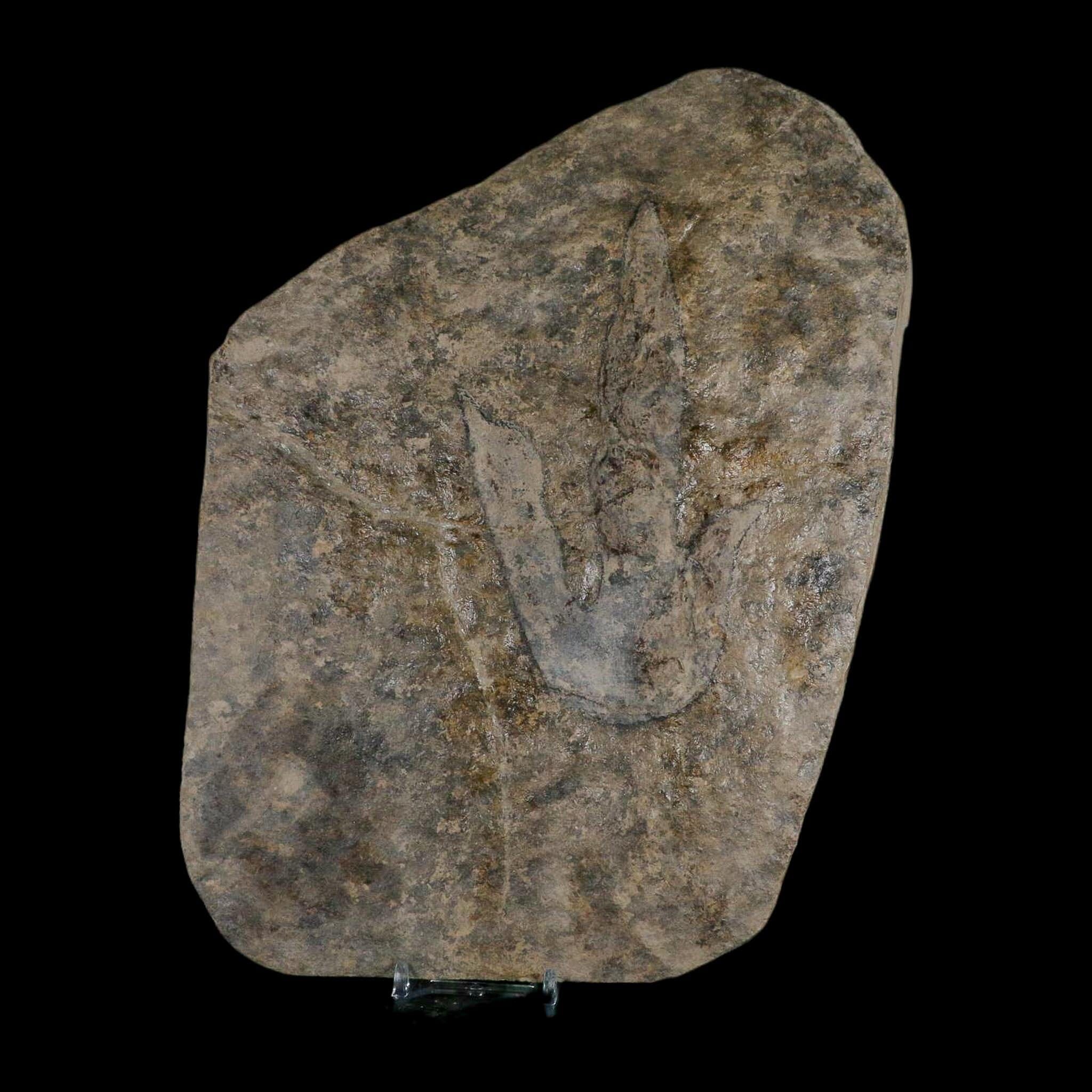 5.6" Grallator Variabilis Dinosaurs Tracks Foot Prints Jurassic Age France COA, Stand - Fossil Age Minerals
