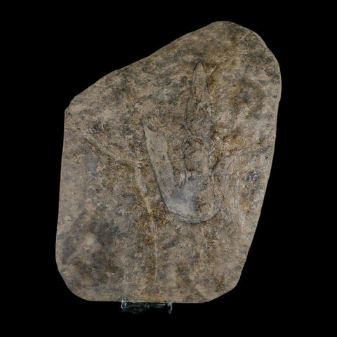 5.6" Grallator Variabilis Dinosaurs Tracks Foot Prints Jurassic Age France COA, Stand - Fossil Age Minerals