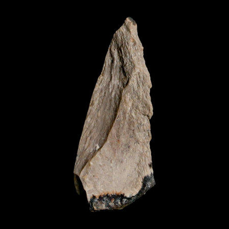 1.8" Tyrannosaurus Rex Fossil Bone Dinosaur Lance Creek Formation Wyoming COA