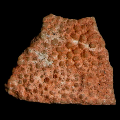 0.5" Megaloolithus Titanosaur Dinosaur Fossil Egg Shell Bouches Du Rhone France Display - Fossil Age Minerals