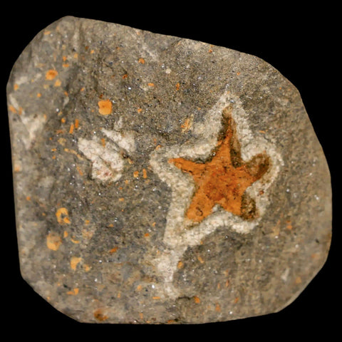 18MM Brittlestar Petraster Starfish Fossil Ordovician Age Blekus Morocco COA - Fossil Age Minerals