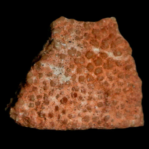 0.5" Megaloolithus Titanosaur Dinosaur Fossil Egg Shell Bouches Du Rhone France Display - Fossil Age Minerals