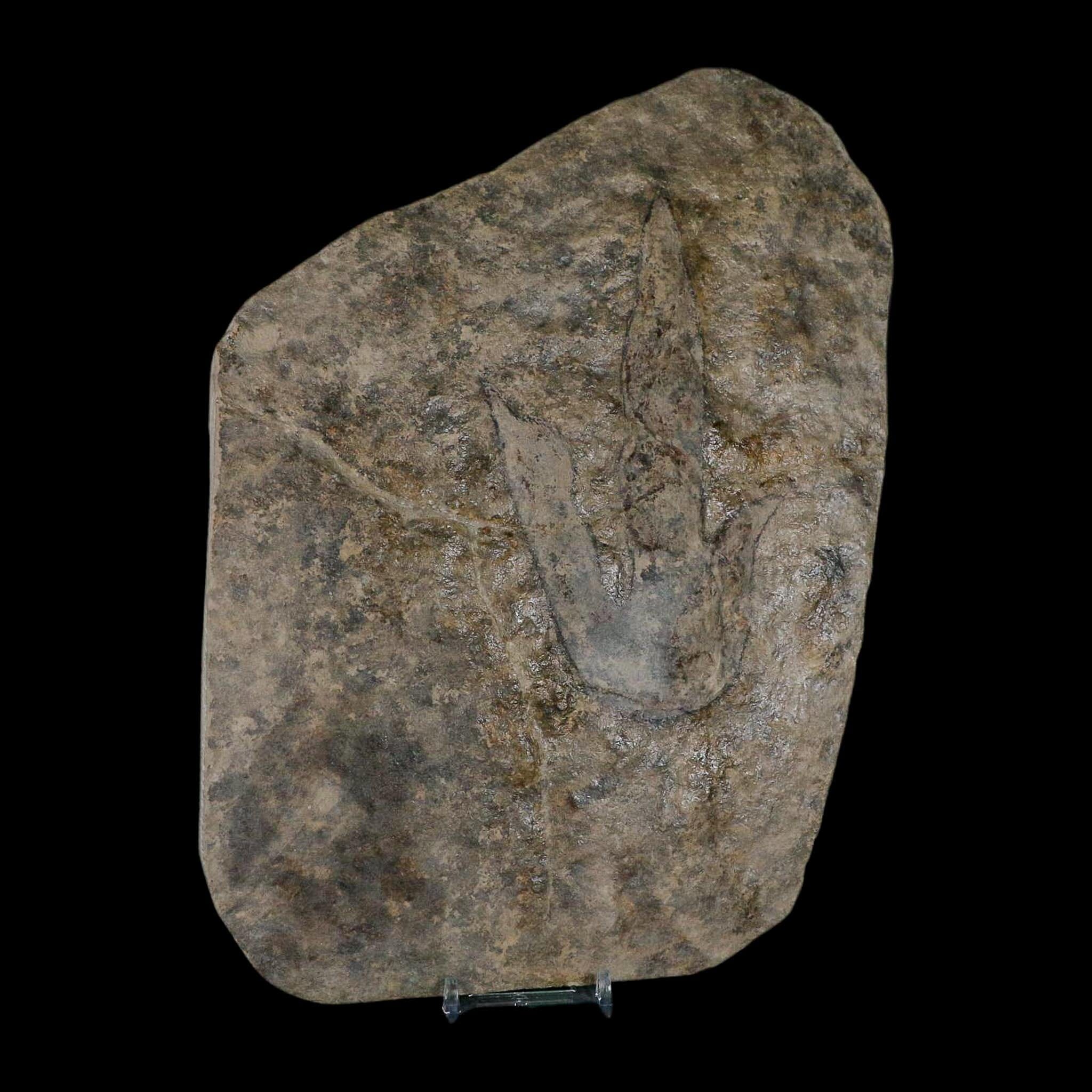 5.6" Grallator Variabilis Dinosaurs Tracks Foot Prints Jurassic Age France COA, Stand - Fossil Age Minerals
