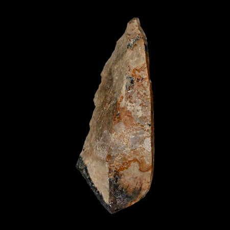 1.8" Tyrannosaurus Rex Fossil Bone Dinosaur Lance Creek Formation Wyoming COA