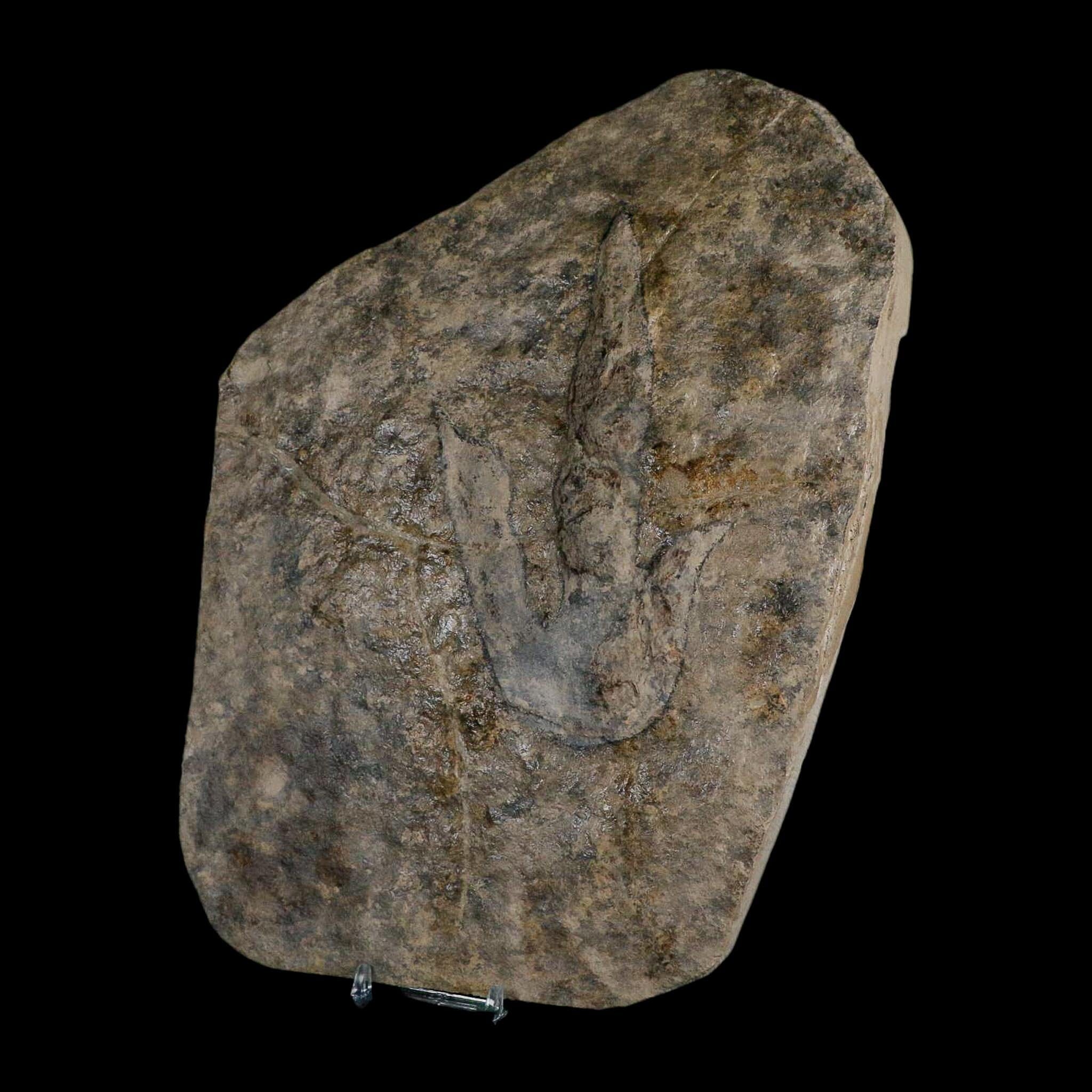 5.6" Grallator Variabilis Dinosaurs Tracks Foot Prints Jurassic Age France COA, Stand - Fossil Age Minerals