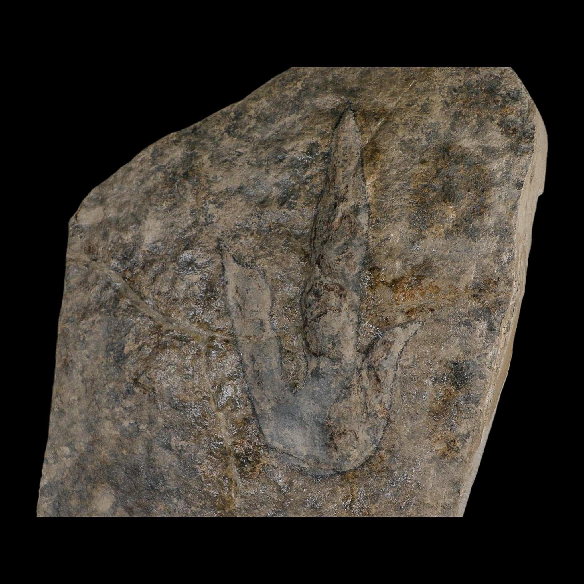 5.6" Grallator Variabilis Dinosaurs Tracks Foot Prints Jurassic Age France COA, Stand - Fossil Age Minerals