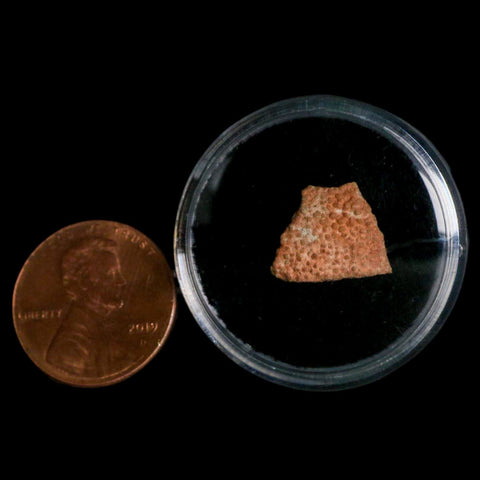 0.5" Megaloolithus Titanosaur Dinosaur Fossil Egg Shell Bouches Du Rhone France Display - Fossil Age Minerals