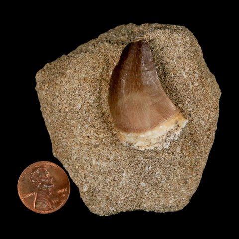 1.5" Mosasaur Prognathodon Fossil Tooth In Matrix Cretaceous Dinosaur Era COA