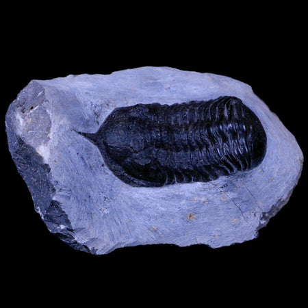 2.6" Morocconites Malladoides Trilobite Fossil Morocco Devonian Age Display, COA