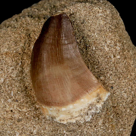 1.5" Mosasaur Prognathodon Fossil Tooth In Matrix Cretaceous Dinosaur Era COA