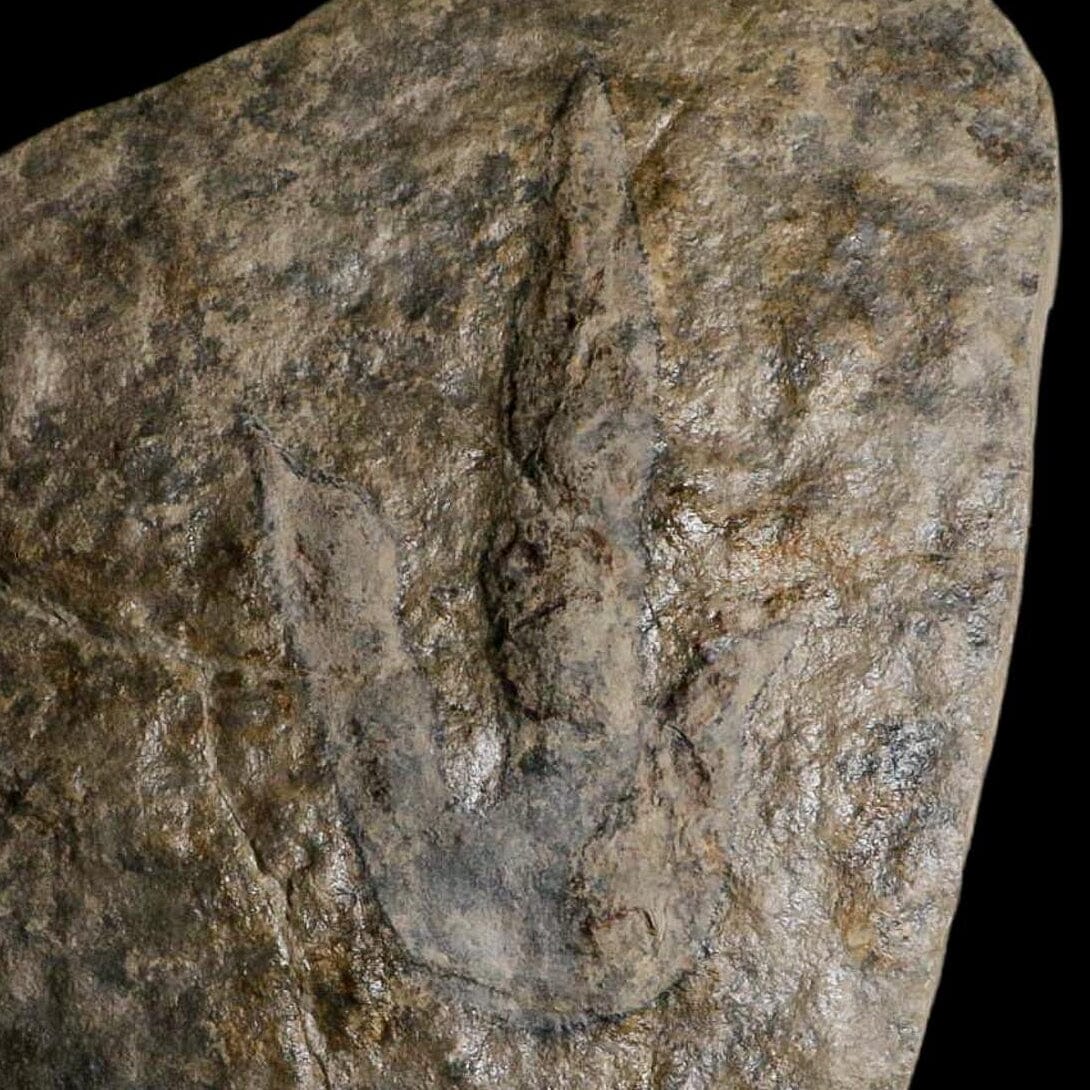 5.6" Grallator Variabilis Dinosaurs Tracks Foot Prints Jurassic Age France COA, Stand - Fossil Age Minerals