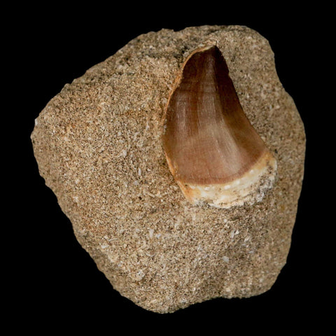 1.5" Mosasaur Prognathodon Fossil Tooth In Matrix Cretaceous Dinosaur Era COA