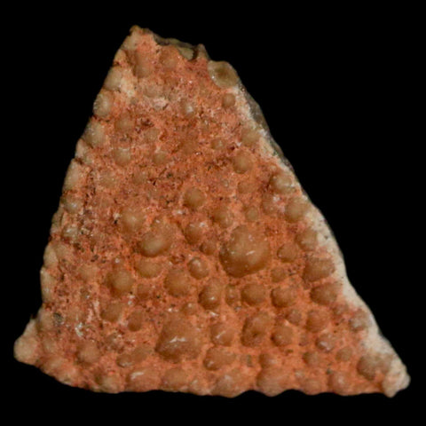 0.4" Megaloolithus Titanosaur Dinosaur Fossil Egg Shell Bouches Du Rhone France Display - Fossil Age Minerals