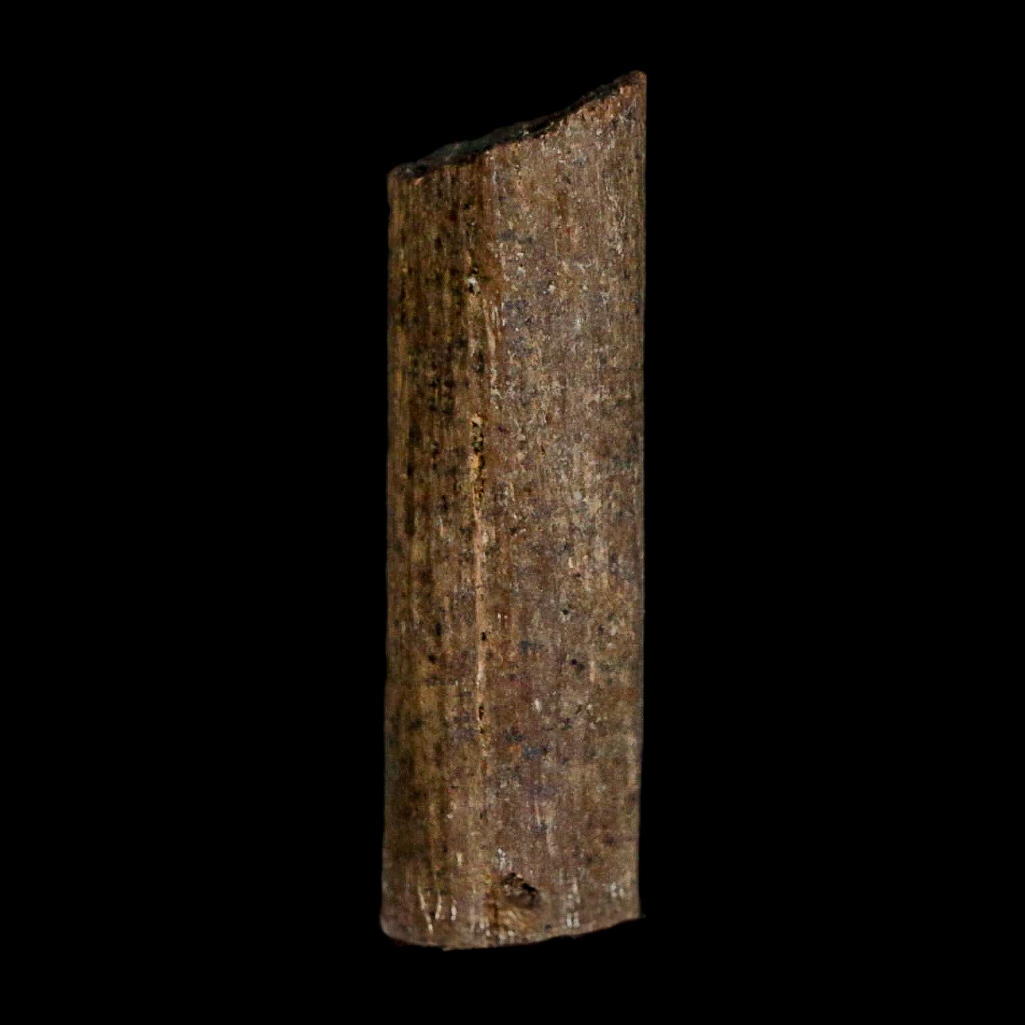 0.9" Hadrosaur Dinosaur Tendon Fossil Lance Creek FM Cretaceous WY COA Display - Fossil Age Minerals