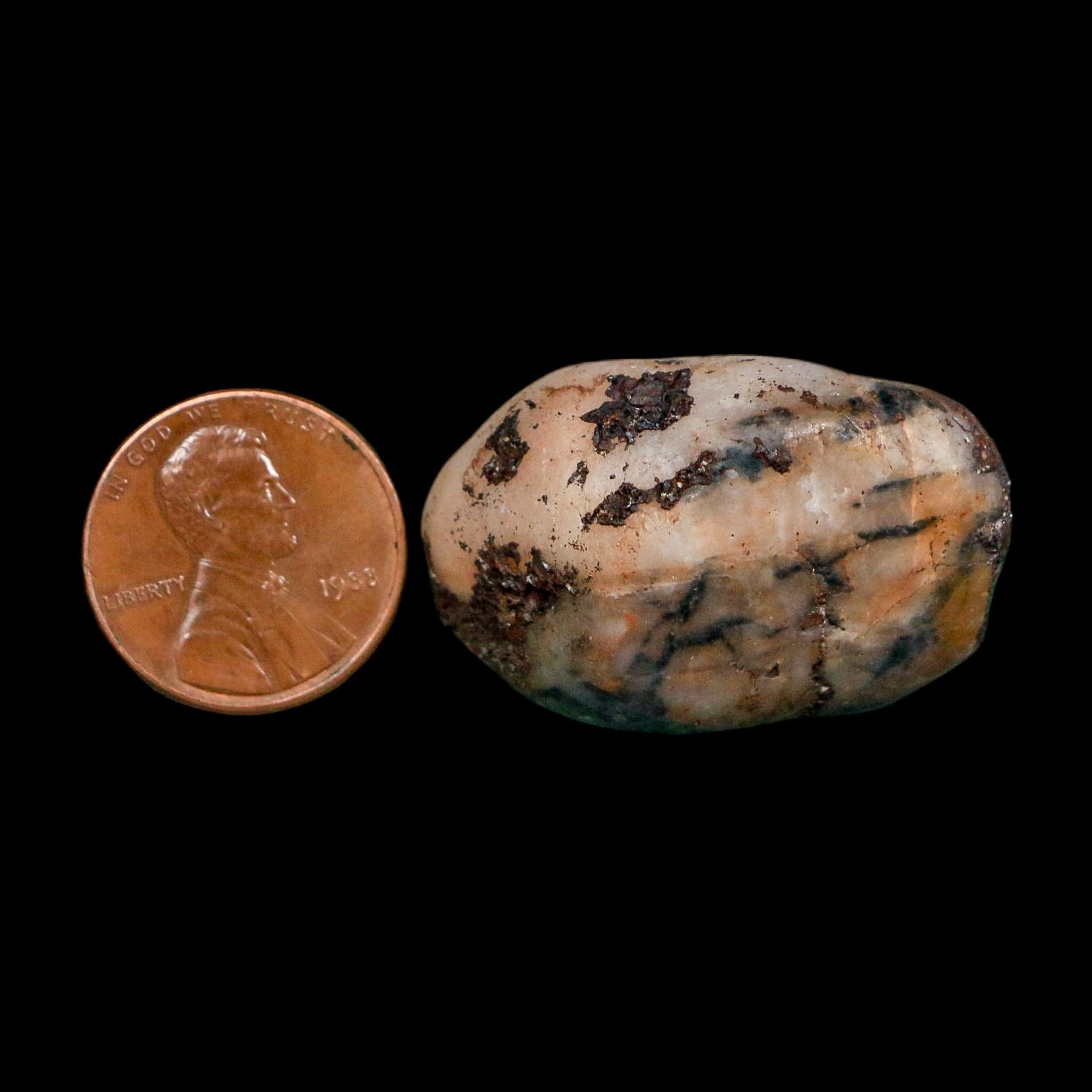 1.4" Sauropod Dinosaur Stomach Stone Gastrolith Rock Gizzard Stone COA - Fossil Age Minerals