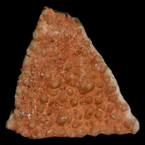 0.4" Megaloolithus Titanosaur Dinosaur Fossil Egg Shell Bouches Du Rhone France Display - Fossil Age Minerals