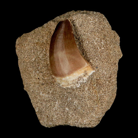 1.5" Mosasaur Prognathodon Fossil Tooth In Matrix Cretaceous Dinosaur Era COA