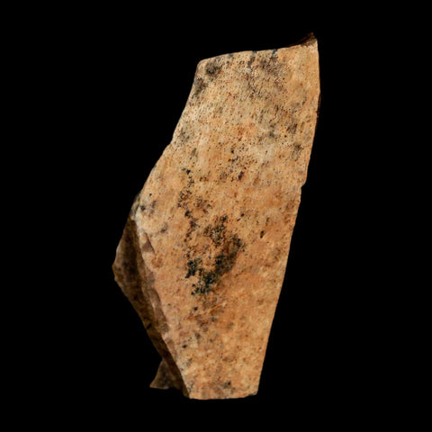 1.6" Tyrannosaurus Rex Fossil Bone Dinosaur Lance Creek Formation Wyoming COA - Fossil Age Minerals