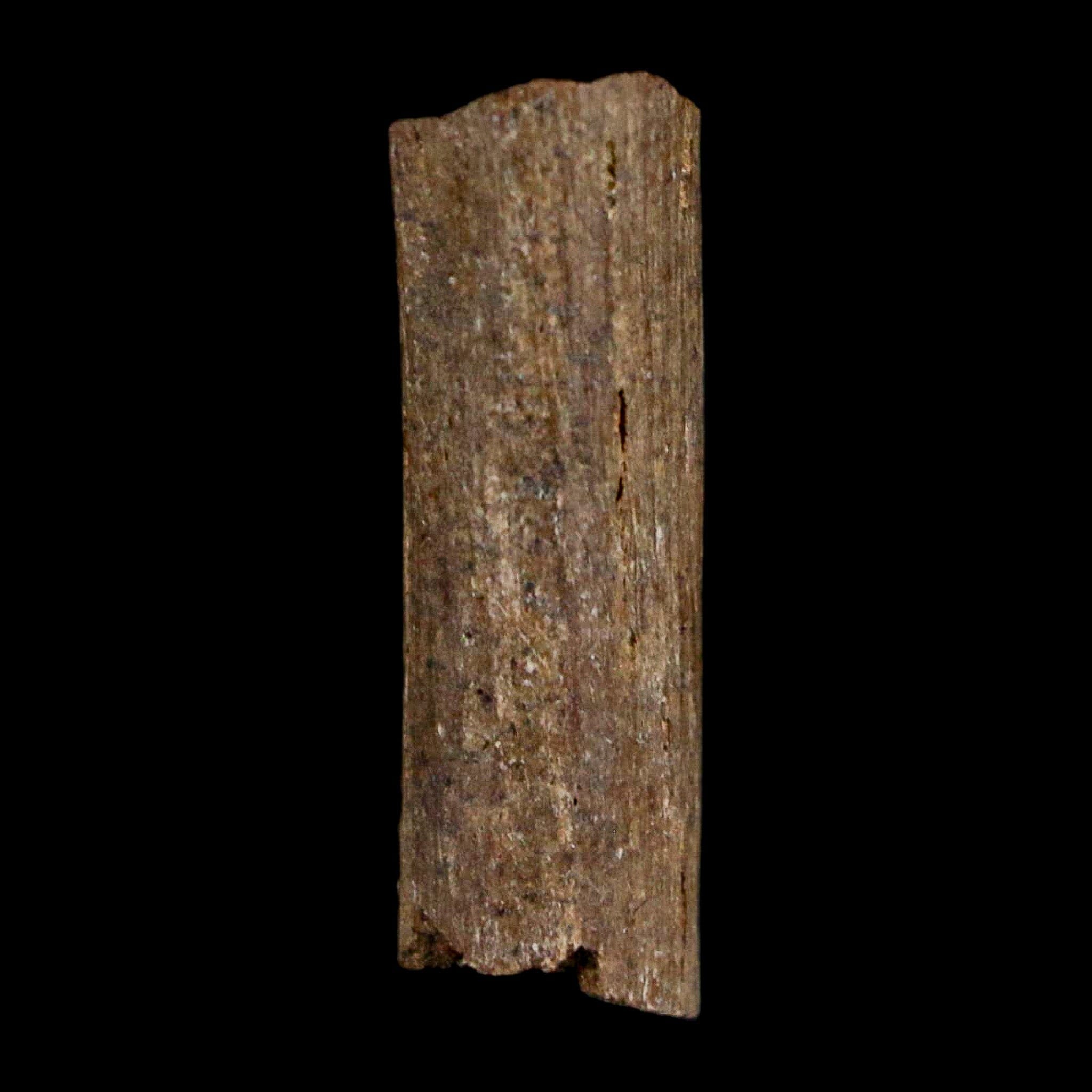 0.9" Hadrosaur Dinosaur Tendon Fossil Lance Creek FM Cretaceous WY COA Display - Fossil Age Minerals