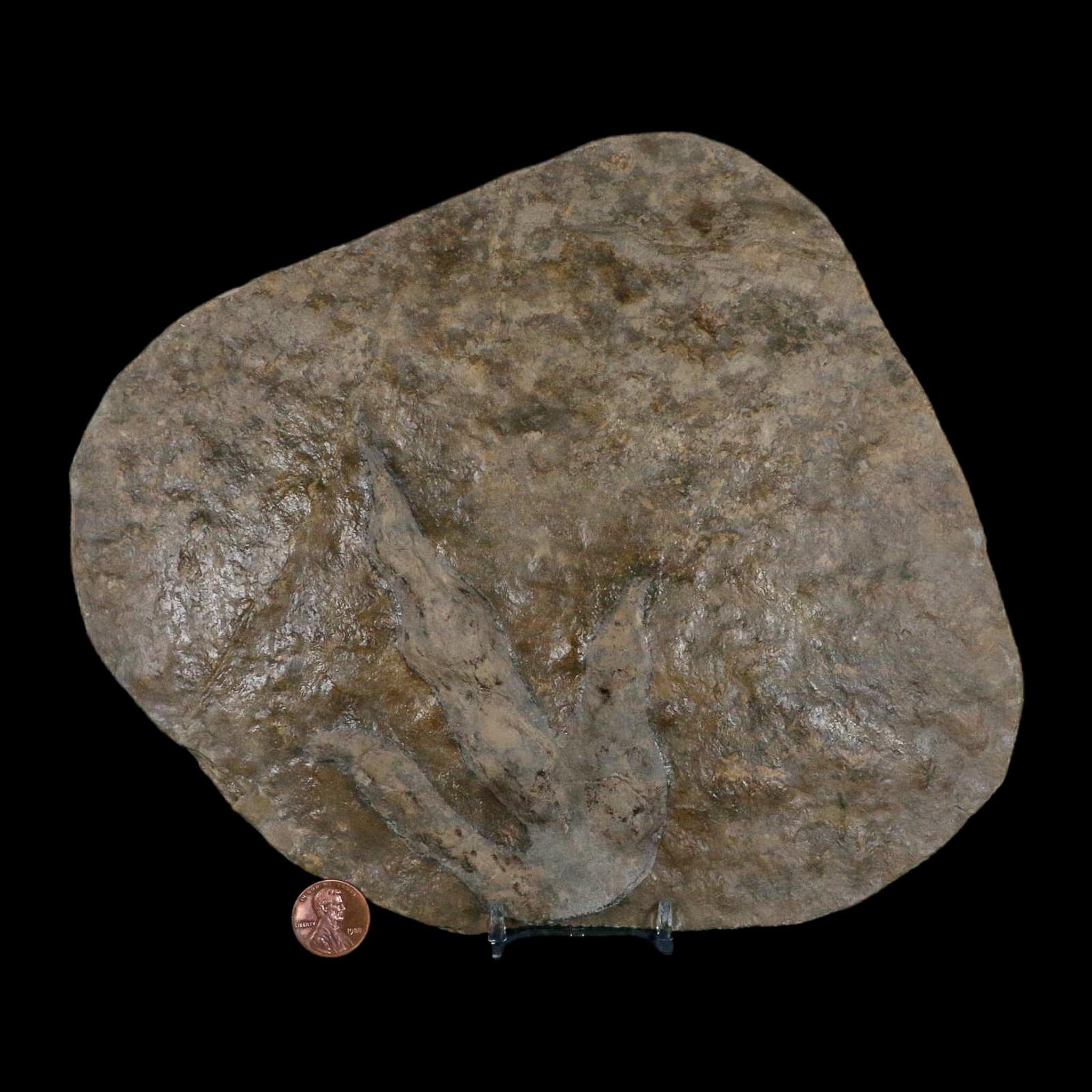 5.6" Grallator Variabilis Dinosaurs Tracks Foot Prints Jurassic Age France COA, Stand - Fossil Age Minerals