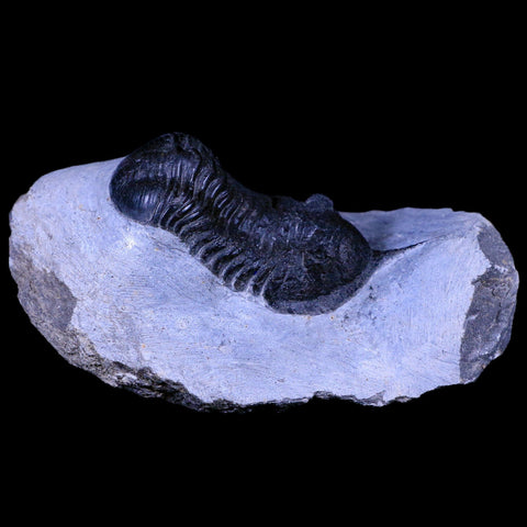 2.6" Morocconites Malladoides Trilobite Fossil Morocco Devonian Age Display, COA - Fossil Age Minerals