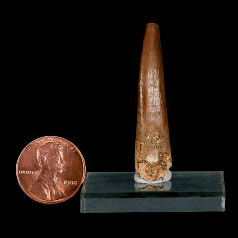 1.7" Plesiosaur Zarafasaura Tooth Fossil Cretaceous Dinosaur Era COA, Stand