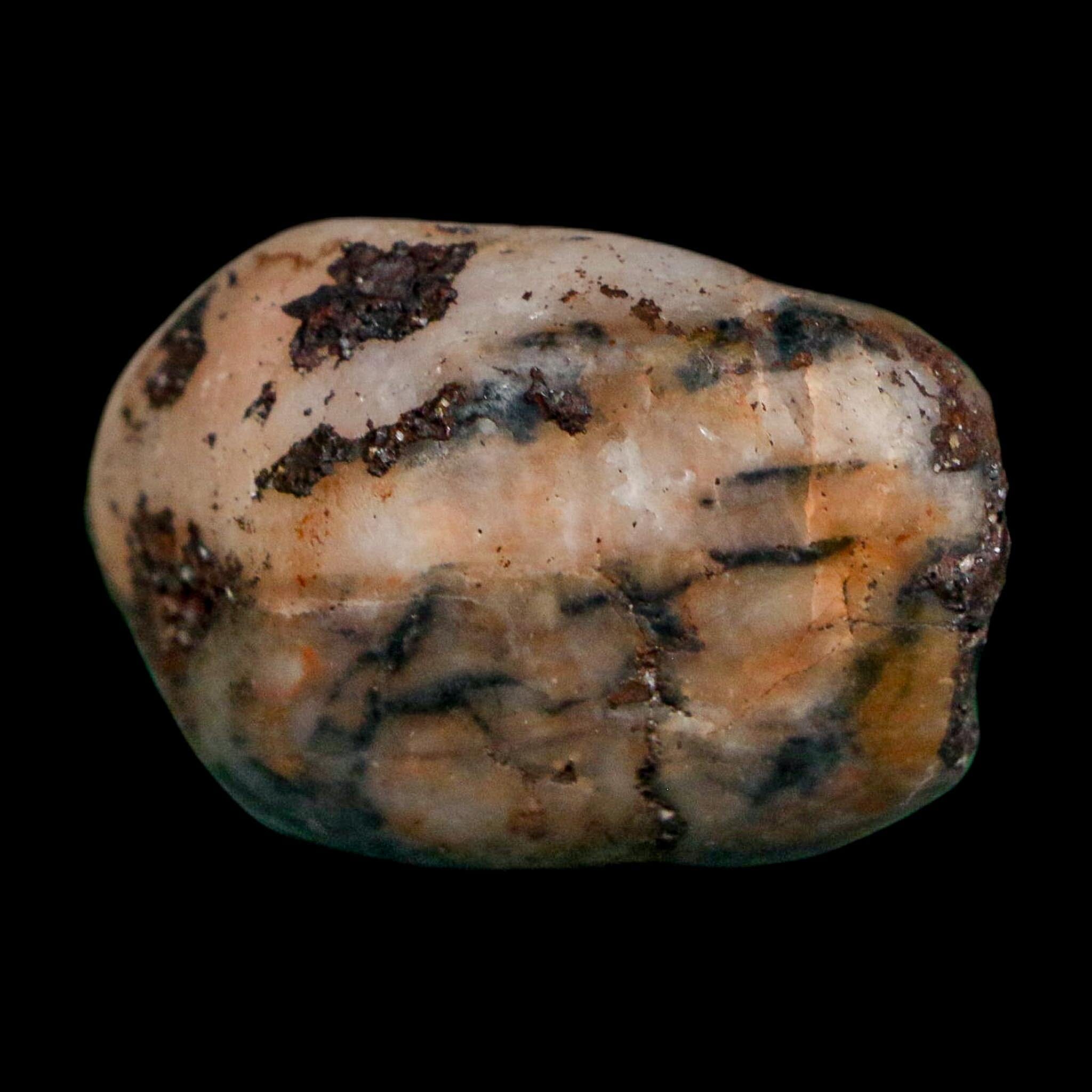 1.4" Sauropod Dinosaur Stomach Stone Gastrolith Rock Gizzard Stone COA - Fossil Age Minerals
