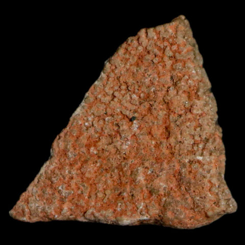 0.4" Megaloolithus Titanosaur Dinosaur Fossil Egg Shell Bouches Du Rhone France Display - Fossil Age Minerals