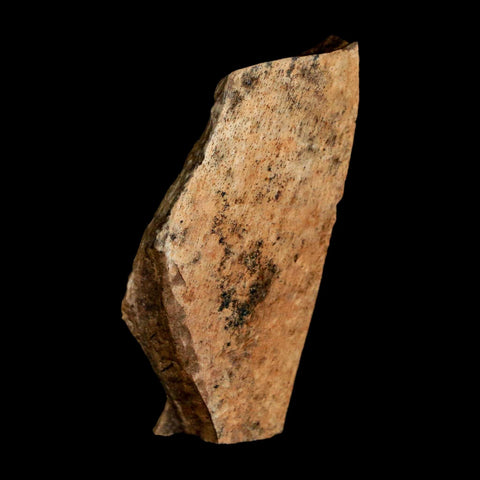 1.6" Tyrannosaurus Rex Fossil Bone Dinosaur Lance Creek Formation Wyoming COA - Fossil Age Minerals