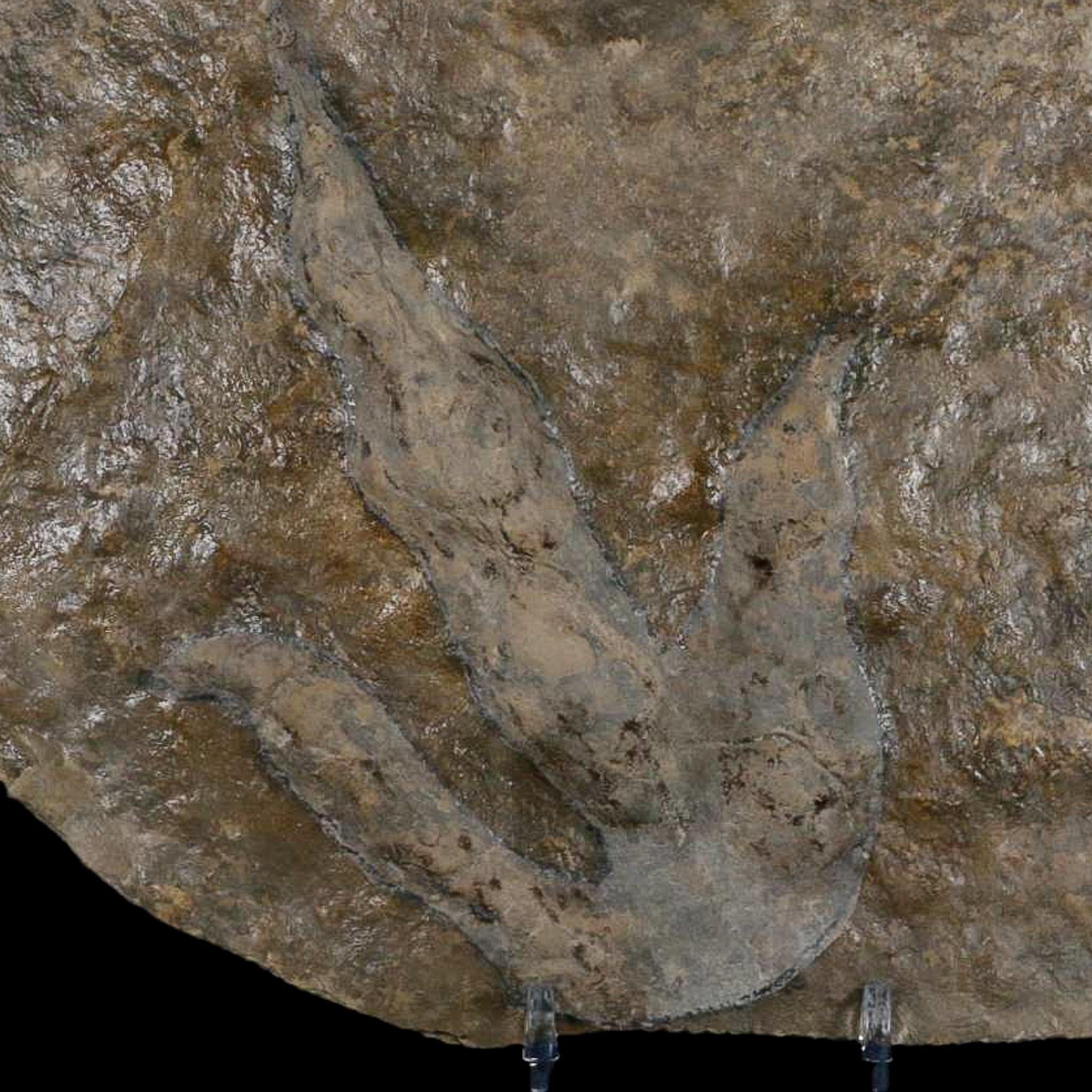 5.6" Grallator Variabilis Dinosaurs Tracks Foot Prints Jurassic Age France COA, Stand - Fossil Age Minerals