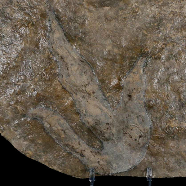 5.6