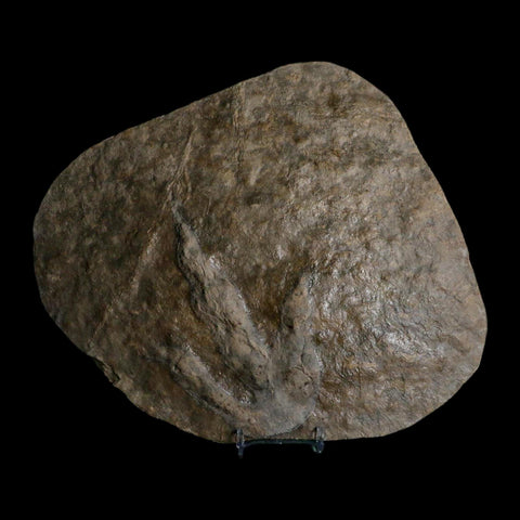 5.6" Grallator Variabilis Dinosaurs Tracks Foot Prints Jurassic Age France COA, Stand - Fossil Age Minerals