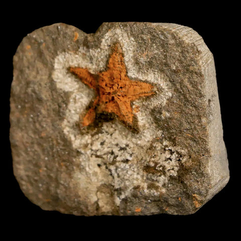 18MM Brittlestar Petraster Starfish Fossil Ordovician Age Blekus Morocco COA - Fossil Age Minerals