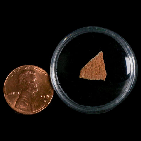 0.4" Megaloolithus Titanosaur Dinosaur Fossil Egg Shell Bouches Du Rhone France Display - Fossil Age Minerals