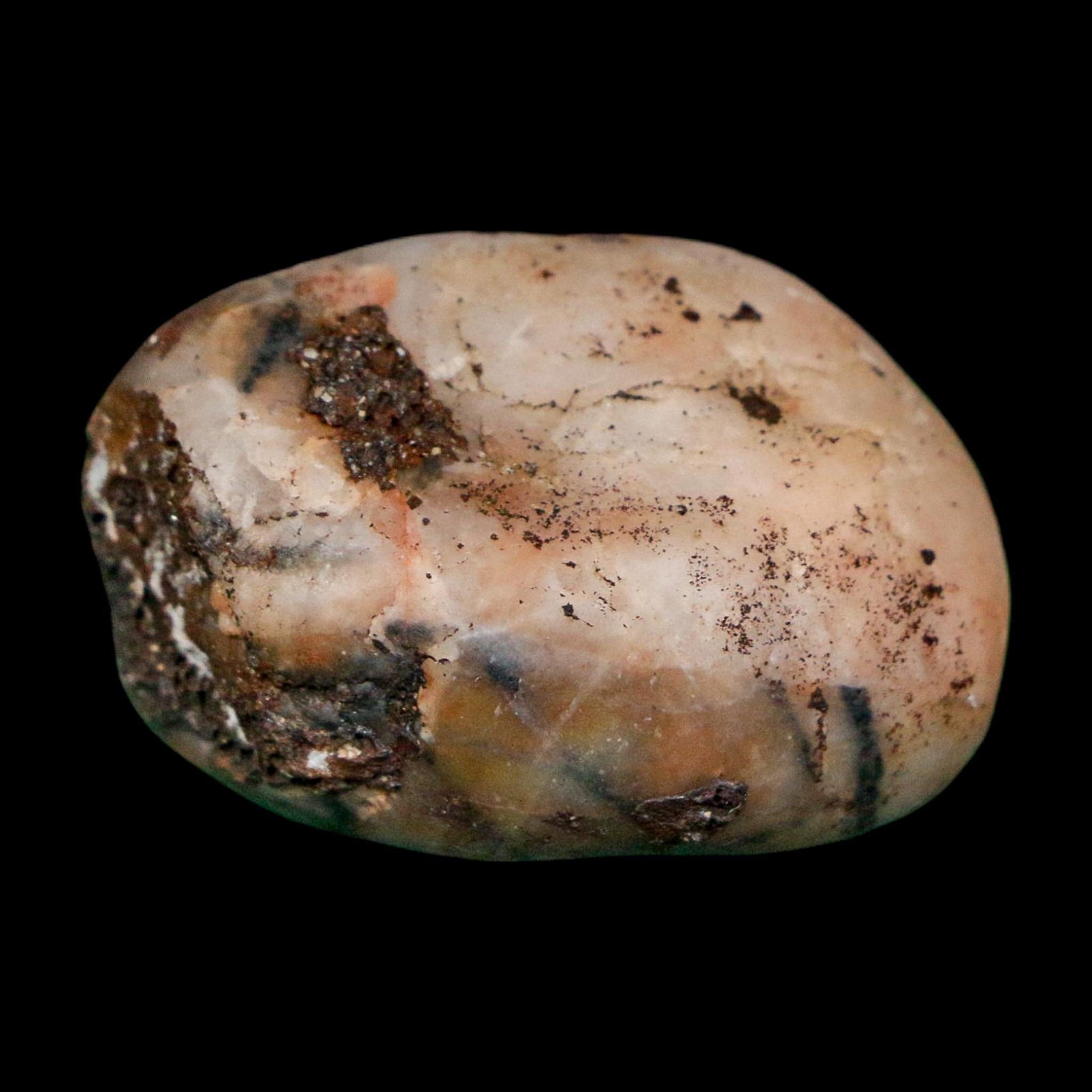 1.4" Sauropod Dinosaur Stomach Stone Gastrolith Rock Gizzard Stone COA - Fossil Age Minerals